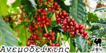 Ο κηπάκος που γίνεται… φυτεία καφέ! – Από τη νέα στήλη ΑΝΕΜΟΔΕΙΚΤΗΣ (25/10)