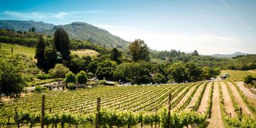 Π.Ε. Φλώρινας: Οδηγίες προς τους αμπελουργούς για τις δηλώσεις συγκομιδής οινοποιήσιμων ποικιλιών αμπέλου για το έτος 2022