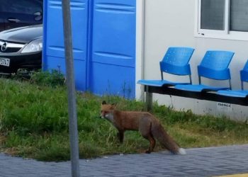 Πτολεμαΐδα: Απρόσμενος πρωινός επισκέπτης στο Μποδοσάκειο: Εμφανίστηκε αλεπού