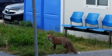 Πτολεμαΐδα: Απρόσμενος πρωινός επισκέπτης στο Μποδοσάκειο: Εμφανίστηκε αλεπού