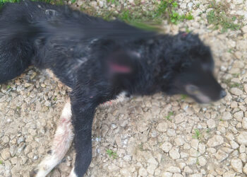 Πτολεμαΐδα: Βρέθηκε νεκρός σκύλος – φύλακας σε κτηνοτροφική μονάδα από επίθεση αγριογούρουνου