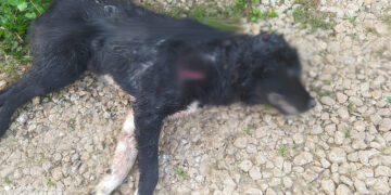 Πτολεμαΐδα: Βρέθηκε νεκρός σκύλος – φύλακας σε κτηνοτροφική μονάδα από επίθεση αγριογούρουνου