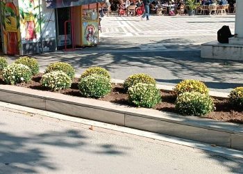 Τα χρυσάνθεμα, λουλούδια του Φθινοπώρου κάνουν την εμφάνισή τους, σε παρτέρια κεντρικών σημείων της Πόλης της Πτολεμαΐδας (της Κούλας Πουλασιχίδου)