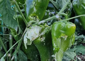 Κλιμάκιο Γεωπόνων του ΕΛΓΑ στις πληγείσες περιοχές Πρεσπών και Καστοριάς