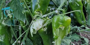 Κλιμάκιο Γεωπόνων του ΕΛΓΑ στις πληγείσες περιοχές Πρεσπών και Καστοριάς