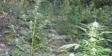 Κοζάνη: Χασισοφυτεία με 451 δενδρύλλια εντόπισε η Αστυνομία – Συνελήφθη 62χρονος (ΦΩΤΟ-VIDEO)