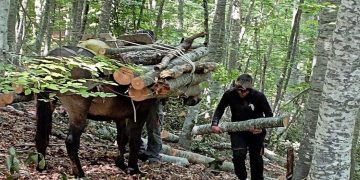 Δήμος Κοζάνης: Καυσόξυλα σε κατοίκους Σιδερών & Αγίου Χαραλάμπους