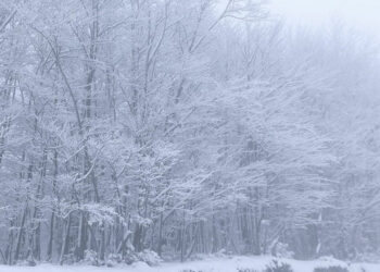 -3 βαθμούς Κελσίου και  Φρέσκο χιόνι 15-20cm στην Βασιλίτσα (εικόνες)