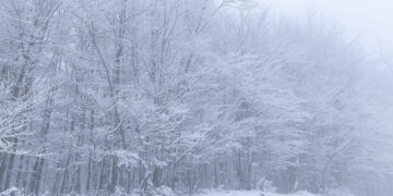 -3 βαθμούς Κελσίου και  Φρέσκο χιόνι 15-20cm στην Βασιλίτσα (εικόνες)
