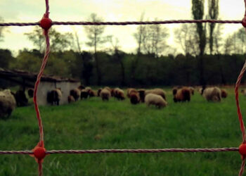 89 εκατ. ευρώ στους κτηνοτρόφους – Υπεγράφη η έκτακτη στήριξη σε γεωργούς και επιχειρήσεις που πλήττονται από το Ουκρανικό