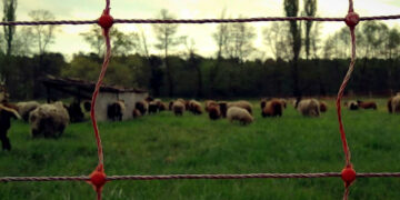 89 εκατ. ευρώ στους κτηνοτρόφους  – Υπεγράφη η έκτακτη στήριξη σε γεωργούς και επιχειρήσεις που πλήττονται από το Ουκρανικό