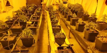 ΑΠΙΣΤΕΥΤΟ- Αττική: Καλλιεργούσε …299 φυτά κάνναβης μέσα στο σπίτι του!
