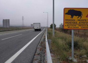 Πινακίδες που ενημερώνουν τους οδηγούς για διέλευση αγριογούρουνων τοποθετήθηκαν στο δρόμο Κοζάνη – Πτολεμαΐδα