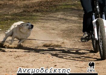 Μήπως να ενημερώσει και τα αδέσποτα; – Από τη νέα στήλη ΑΝΕΜΟΔΕΙΚΤΗΣ (11/11)