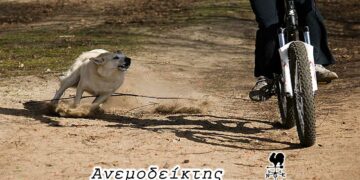 Μήπως να ενημερώσει και τα αδέσποτα; – Από τη νέα στήλη ΑΝΕΜΟΔΕΙΚΤΗΣ (11/11)