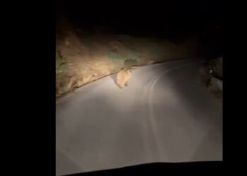 Οδηγός είχε νυχτερινή συνάντηση με αρκουδάκι σε δρόμο στο Παλαιογράτσανο Βελβεντού-VIDEO