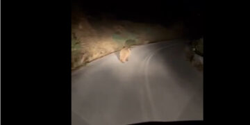 Οδηγός είχε νυχτερινή συνάντηση με αρκουδάκι σε δρόμο στο Παλαιογράτσανο Βελβεντού-VIDEO