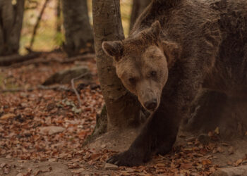 Ο Γιωργάκης, ο… τυφλός παππούς αρκούδος του ΑΡΚΤΟΥΡΟΥ