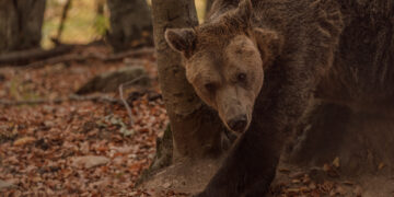 Ο Γιωργάκης, ο… τυφλός παππούς αρκούδος του ΑΡΚΤΟΥΡΟΥ