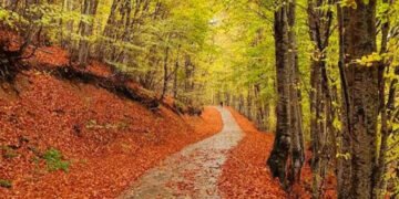 Όταν η φύση… ζωγραφίζει: Μαγικά φθινοπωρινά χρώματα στον “Αρκτούρο”