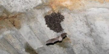 Πλούσια σε …νυχτερίδες η Κεντρική και η Δυτική Μακεδονία