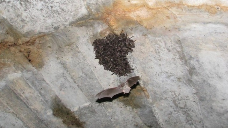 Πλούσια σε …νυχτερίδες η Κεντρική και η Δυτική Μακεδονία