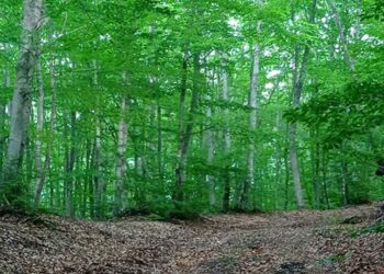 Εξόρμηση Σ.Ε.Ο. Κοζανης στo όρος Άσκιο το Σάββατο 3-12-2022
