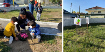 Δέντρα και χρυσάνθεμα φύτευσαν οι μικροί μαθητές στον Περδίκκα