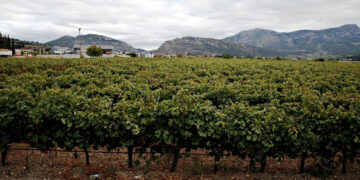 Ενημέρωση για νέες φυτεύσεις αμπελιών από τη Διεύθυνση Αγροτικής Οικονομίας Περιφερειακής Ενότητας Κοζάνης