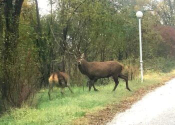 Απρόσμενη συνάντηση στη Φλώρινα!