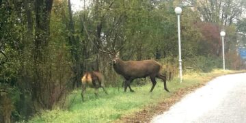 Απρόσμενη συνάντηση στη Φλώρινα!