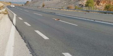 Αναμένεται περίφραξη στον οδικό άξονα της Εγνατίας έπειτα από αίτημα των Κυνηγετικών Συλλόγων Εορδαίας και Κοζάνης