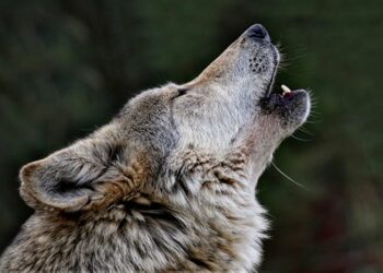 Εορδαία: Ανησυχία κυνηγών και κτηνοτρόφων για επιθέσεις λύκων σε κυνηγόσκυλα & ποιμενικά