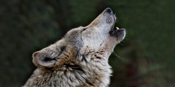 Εορδαία: Ανησυχία κυνηγών και κτηνοτρόφων για επιθέσεις λύκων σε κυνηγόσκυλα & ποιμενικά