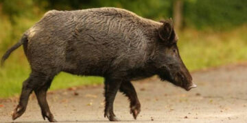 Σφοδρή σύγκρουση με αγριογούρουνο είχε οδηγός στο δρόμο Πτολεμαΐδας – Φλώρινας