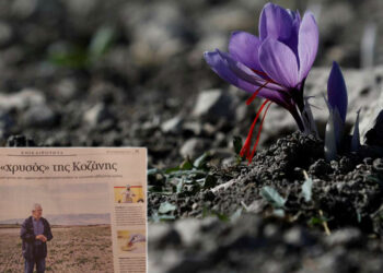 Στερεύει ο  «χρυσός» της Κοζάνης – Ρεπορτάζ της “ΚΑΘΗΜΕΡΙΝΗΣ”