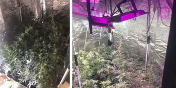 Θεσσαλονίκη: Μετέτρεψε ολόκληρο δωμάτιο του σπιτιού του σε εργαστήριο υδροπονικής κάνναβης – Ξερίζωσαν 47 δέντρα!(video)