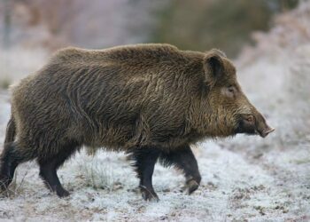 Εορδαία: Τι να κάνετε αν διασταυρωθούν οι δρόμοι σας με αγριογούρουνα – Ο Πρόεδρος του Κυνηγετικού Συλλόγου συμβουλεύει οδηγούς και πεζούς