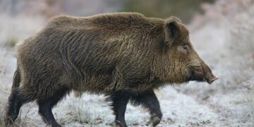 Εορδαία: Τι να κάνετε αν διασταυρωθούν οι δρόμοι σας με αγριογούρουνα – Ο Πρόεδρος του Κυνηγετικού Συλλόγου συμβουλεύει οδηγούς και πεζούς