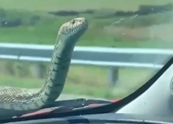 Κοζάνη: Οδηγός είδε εν κινήσει φίδι στη θέση του συνοδηγού