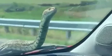 Κοζάνη: Οδηγός είδε εν κινήσει φίδι στη θέση του συνοδηγού