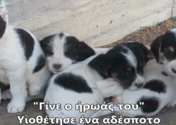 Οι μαθητές του 2ου Δημοτικού Σχολείου Αμυνταίου ξεκινούν μια μεγάλη καμπάνια για την υιοθέτηση αδέσποτων-VIDEO