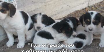 Οι μαθητές του 2ου Δημοτικού Σχολείου Αμυνταίου ξεκινούν μια μεγάλη καμπάνια για την υιοθέτηση αδέσποτων-VIDEO
