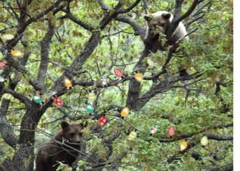 ΑΡΚΤΟΥΡΟΣ: “Έτοιμο το Χριστουγεννιάτικο δέντρο μας!” Απίθανη φωτογραφία!!!