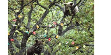 ΑΡΚΤΟΥΡΟΣ: “Έτοιμο το Χριστουγεννιάτικο δέντρο μας!” Απίθανη φωτογραφία!!!