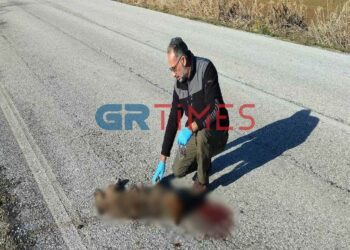 Καστοριά: Ένας ακόμη λύκος θυσιάστηκε στην άσφαλτο (ΦΩΤΟ-VIDEO)