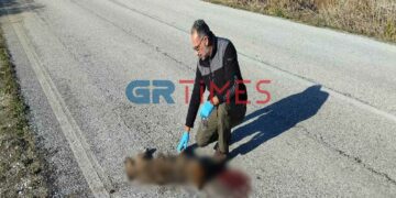Καστοριά: Ένας ακόμη λύκος θυσιάστηκε στην άσφαλτο (ΦΩΤΟ-VIDEO)