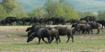 Λίμνη Χειμαδίτιδα: Επιστροφή των βουβαλιών μετά από 60 χρόνια ….