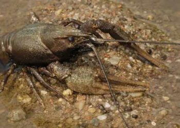 Μελέτη του Πανεπιστημίου Δυτικής Μακεδονίας δείχνει ότι η καλλιέργεια καραβίδων είναι όχι απλώς βιώσιμη αλλά θα έχει και πολλαπλά οικονομικά και περιβαλλοντικά οφέλη