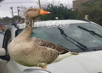 Απίστευτο τροχαίο στα Χανιά! Πάπια έπεσε ουρανοκατέβατη στο παρμπρίζ διερχόμενου ΙΧ